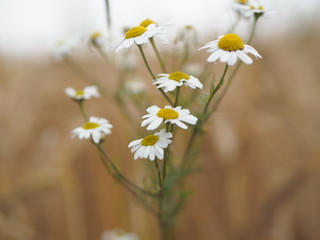 wild daises growing in front of a field of barley 