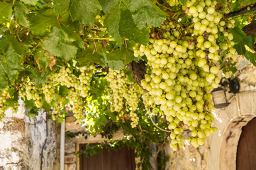 Vigne of white grapes suspended on a pergola