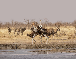 Fototapeta na wymiar Ostriches Fighting