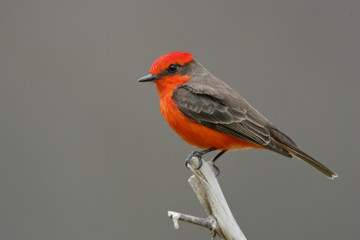 Vermillion Flycatcher adult male taken in SE Arizona