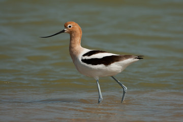 American Avocet takekn in SE Arizona