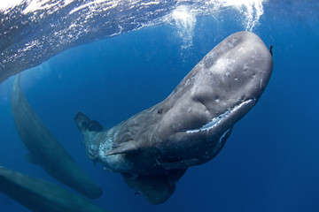 sperm whale, physeter macrocephalus, Indian Ocean