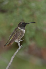 Fototapeta premium Black-chinned Hummingbird male Taken in SE Arizona