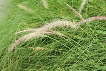 Grass flowers at beautiful in the nature