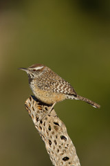 Cactus Wren taken in SE Arizona