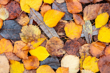Wet autumn leaves in red orange and brown tones. Close-up late autumn texture background, autumn season concept