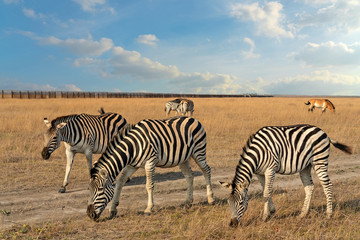 Zebras African herbivore animals group feeding and browsing on the grass, prairie landscape in autumn.