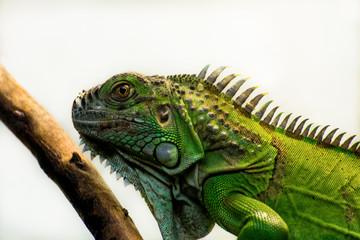 iguana in a terrarium