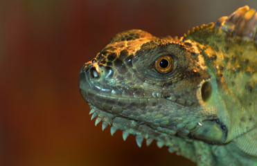 guana in a terrarium