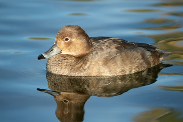 Redhead Duck female taken in SE Arizona