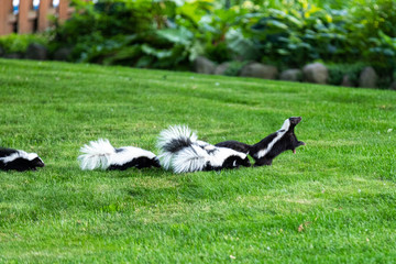 Mother Skunk with Babies