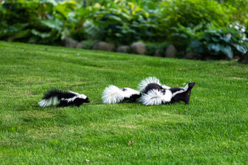 Mother Skunk with Babies