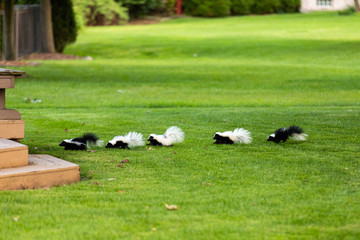 Mother Skunk with Babies