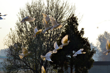 Fototapete bei efototapeten.de bestellen   