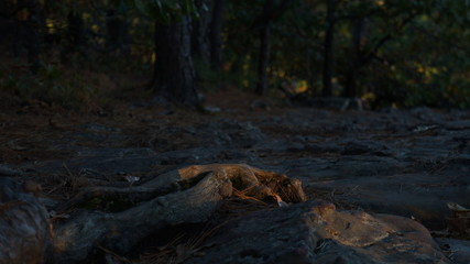Forest shadows
