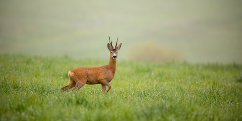 Panoramic wide composition with roe deer, capreolus capreolus, buck in summer. Wild deer in...