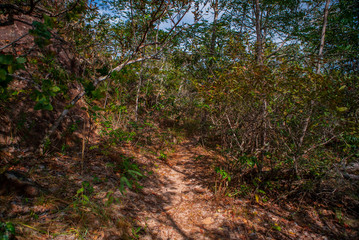 The Cerrado biome is a Brazilian savanna that is threatened by deforestation. Mato Grosso - Brazil