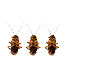 cockroach isolated on white background