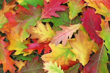 multi colored autumn leaves on grass
