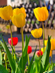 Fototapeta premium Tulpen