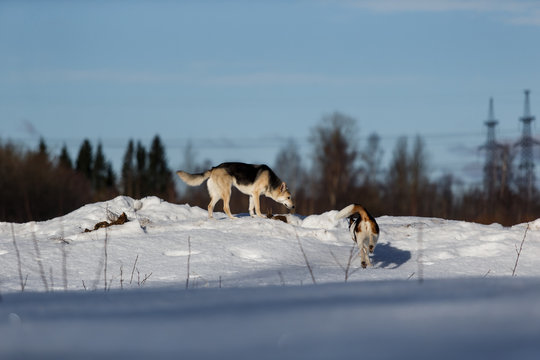 Two funny dogs playing together on winter snow field, outdoors