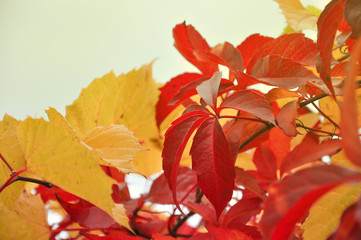 red autumn leaves
