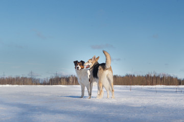 Two funny dogs playing together on winter snow field, outdoors