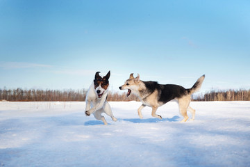 Two nice dog fighting in winter field on snow
