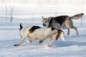 Fototapeta na wymiar Two nice dog fighting in winter field on snow