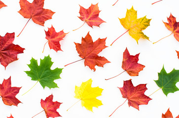 Red, green and yellow maple leaves on a white background. Autumn concept. Flat lay, top view.