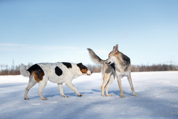 Fototapeta na wymiar Two dogs meeting and getting acquainted on winter day