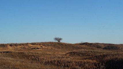 tree in the fall field