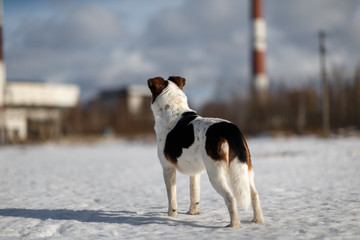 Cute dog at walk at nature in winter field