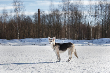 Fototapeta na wymiar Cute dog at walk at nature in winter field