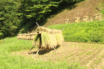 石畑の棚田　栃木県茂木町