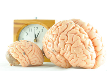 human brain anatomy model