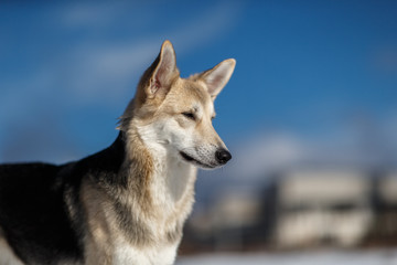 Cute dog at walk at nature in winter field