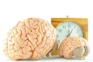 human brain anatomy model