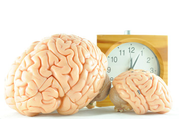 human brain anatomy model