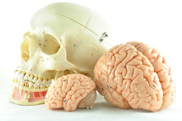 human brain and skull anatomy model