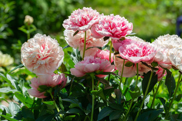 Paeonia Etched Salmon in garden 
