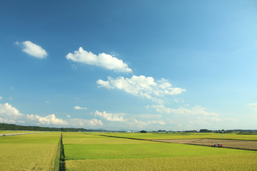 Fototapeta premium 田園風景 栃木県高根沢町