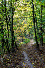 Obraz premium beautiful woodland in autumn time in Germany