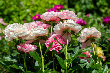 Paeonia Etched Salmon in garden 