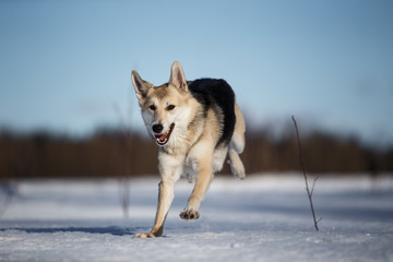 Portrait of dog in winter meadow running at camera direction looking at camera.