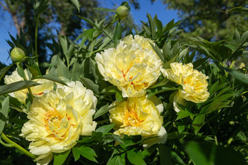 Yellow Peony Hybrid 