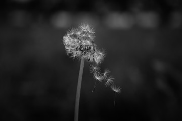 dandelion on black background