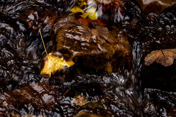 The yellow maple leaf lies on a stone in the stream of a mountain river