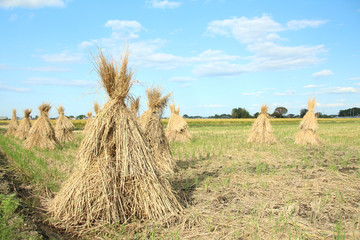稲ぼっち　栃木県真岡市