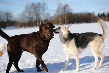 Group of three dogs at walk in winter park